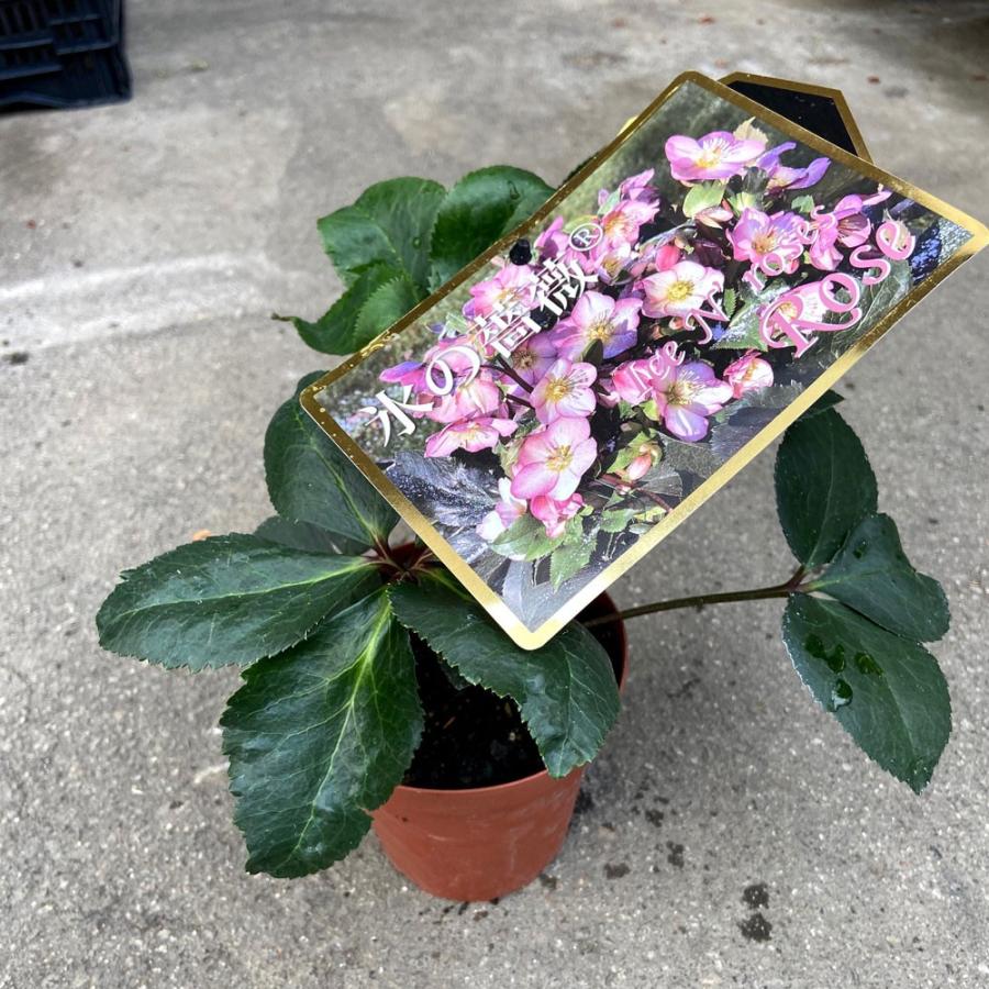 クリスマスローズ ヘレボラス 苗 Ice N Roses 氷の薔薇 コオリノバラ ローズ 4 5号 Ki Crose 030 花育通販yahoo 店 通販 Yahoo ショッピング