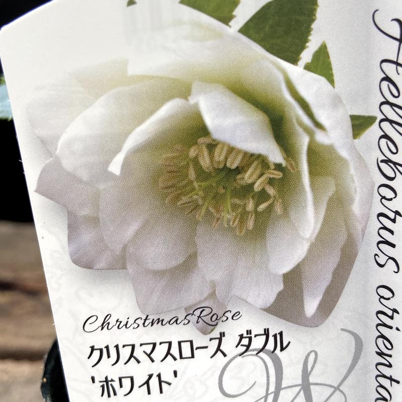 クリスマスローズ ヘレボラス の苗 ダブル ホワイト Ki Crose 043 花育通販yahoo 店 通販 Yahoo ショッピング