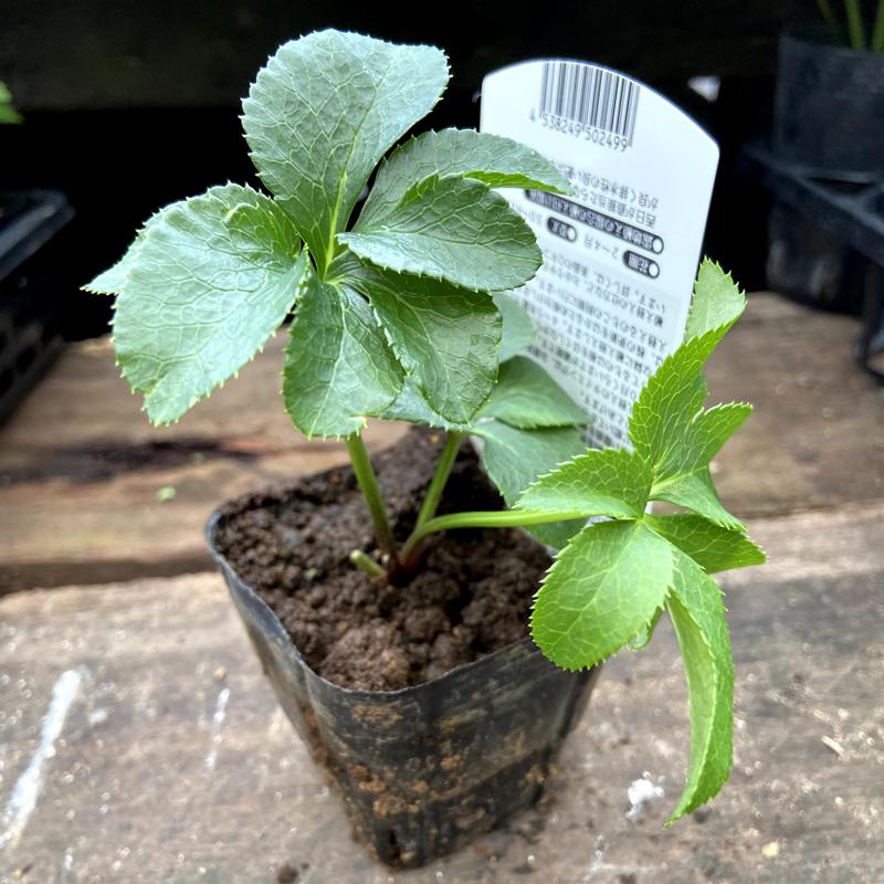 クリスマスローズ ヘレボラス の苗 ダブル ミスティローズ Ki Crose 048 花育通販yahoo 店 通販 Yahoo ショッピング