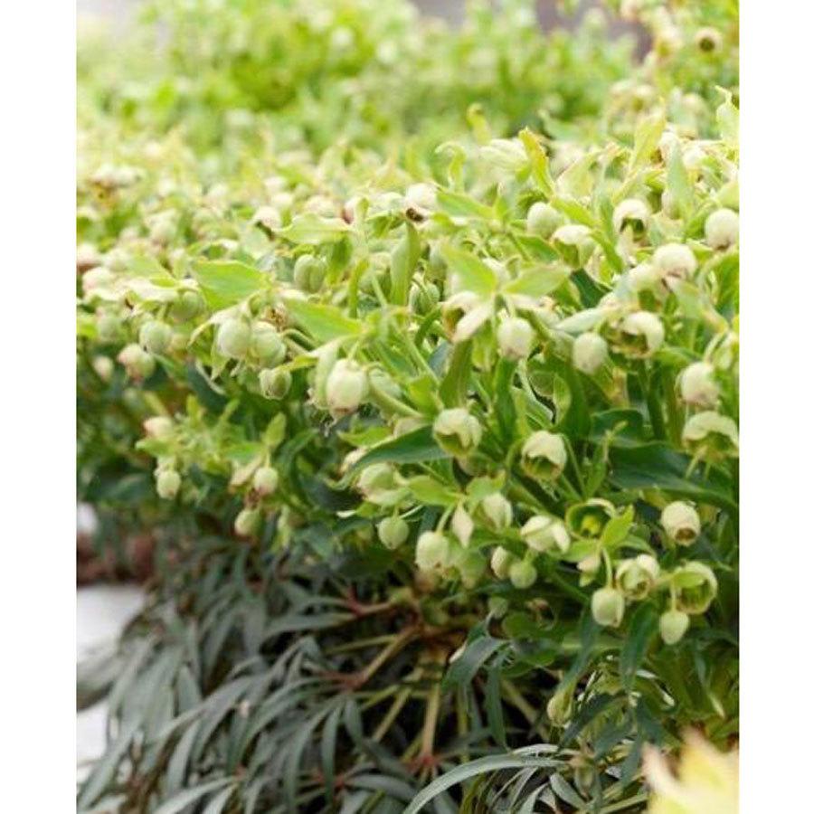 クリスマスローズ苗 ヘレボラス フェチダス Ki Crose 056 花育通販yahoo 店 通販 Yahoo ショッピング