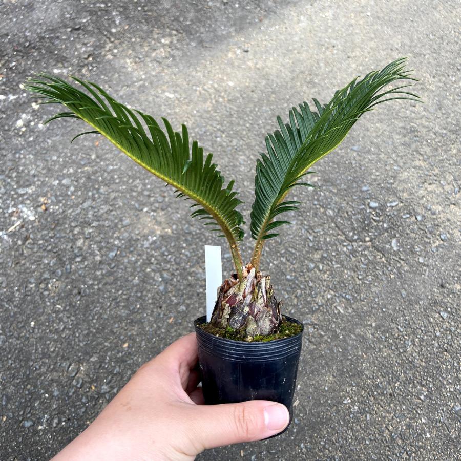 観葉植物】蘇鉄(ソテツ)/サイカス Cycas revoluta【2.5-4号 観葉植物】蘇鉄(ソテツ)/サイカス Cycas revoluta【2.5-4号