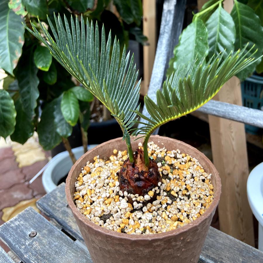 観葉植物】蘇鉄(ソテツ)/サイカス Cycas revoluta【2.5-4号 観葉植物】蘇鉄(ソテツ)/サイカス Cycas revoluta【2.5-4号