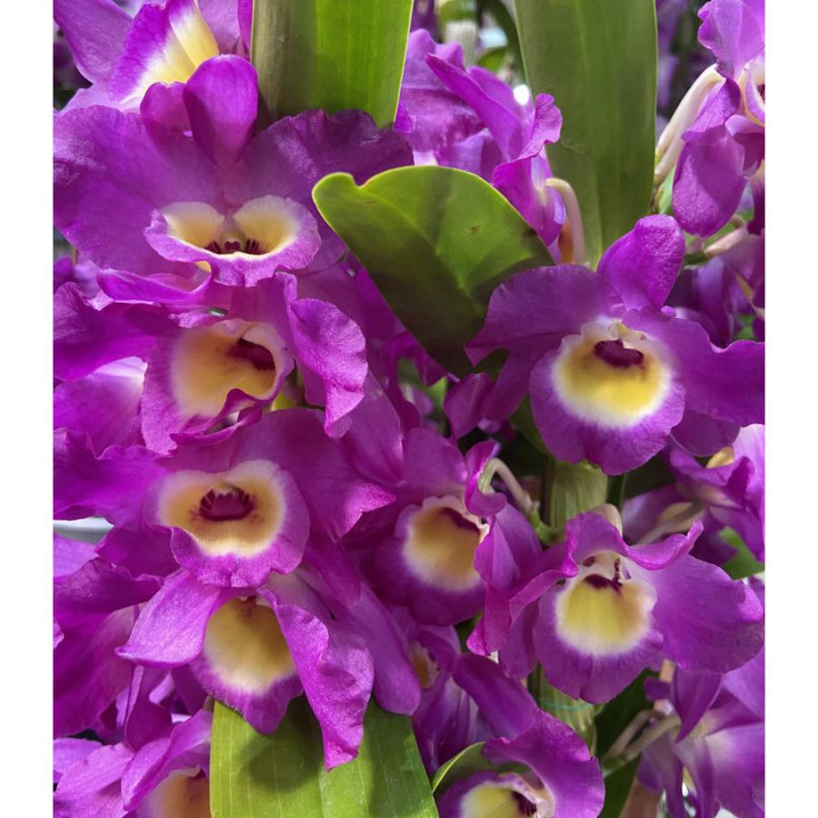 デンドロビウム 赤い鳥（アカイトリ）の苗 Dendrobium Sw