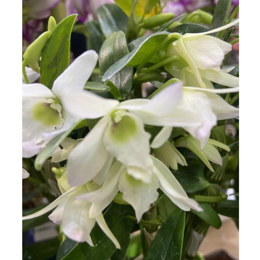 デンドロビウム エンジェルベイビー グリーン愛 の苗 Den Angel Baby Green Ai デンドロビューム Ki Dendrobium 006 花育通販yahoo 店 通販 Yahoo ショッピング