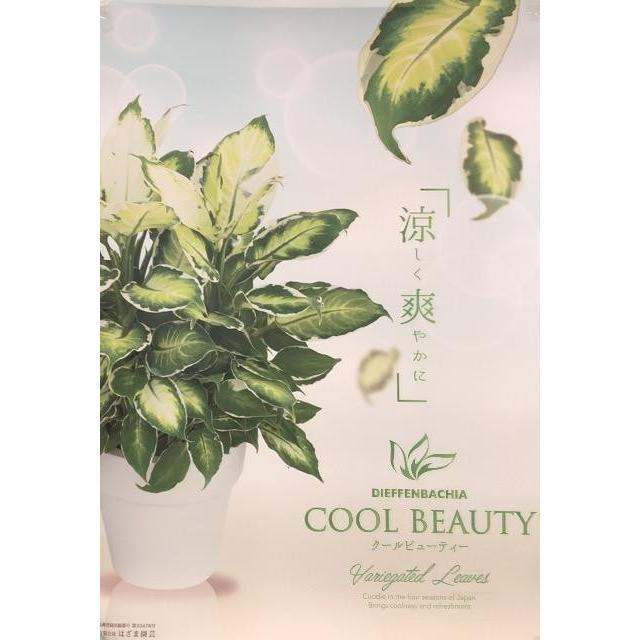 【デヘンバキア】ディフェンバキア・クールビューティ　Dieffenbachia coolbeauty【4号鉢】｜hanaikushop｜03