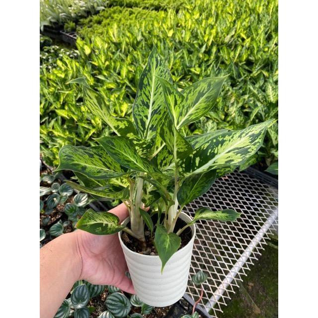 デヘンバキア】ディフェンバキア・スパークレス Dieffenbachia