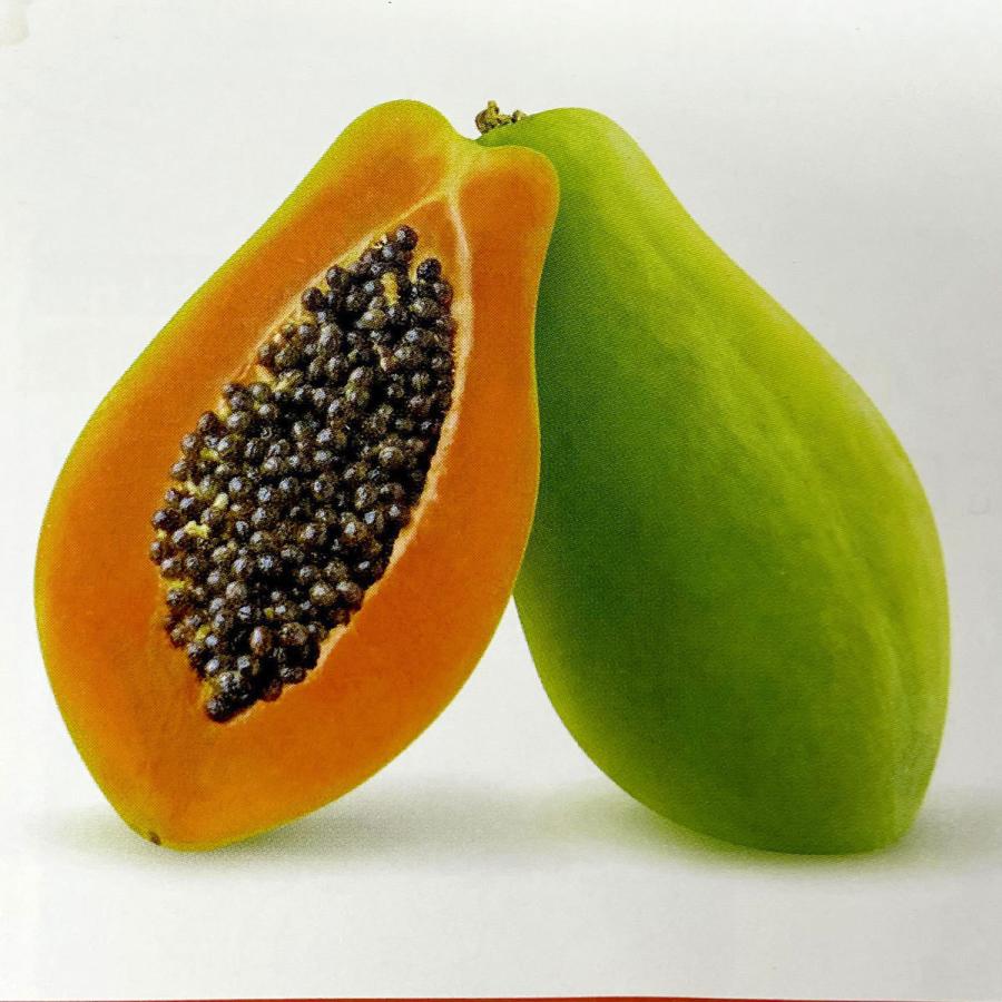 パパイヤの苗 大株 Ki Explant 002 2 花育通販yahoo 店 通販 Yahoo ショッピング