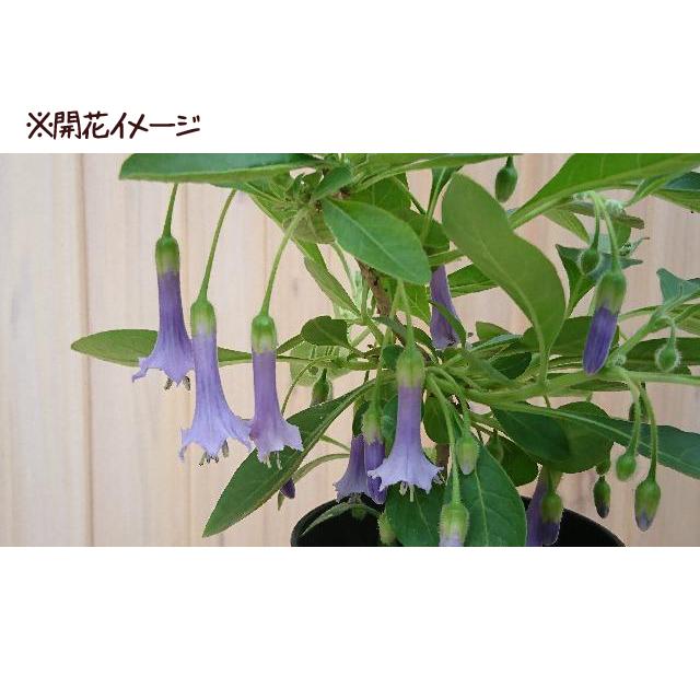 ダチュラ ブルクマンシア ブルー エンジェル ベルの苗 Ki Explant 003 花育通販yahoo 店 通販 Yahoo ショッピング