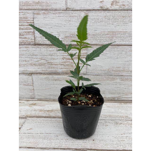 ピンクペッパー コショウボクの木 ペッパーベリー の苗 Ki Explant 004 花育通販yahoo 店 通販 Yahoo ショッピング