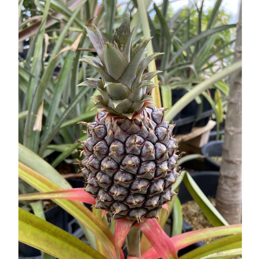パイナップル苗 ピーチパイン Ki Explant 008 花育通販yahoo 店 通販 Yahoo ショッピング