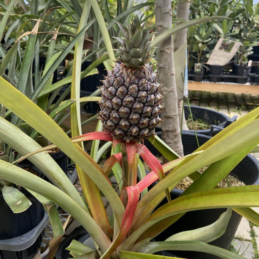 パイナップル苗 ピーチパイン 大株 : 植物・園芸専門店 花育通販Yahoo