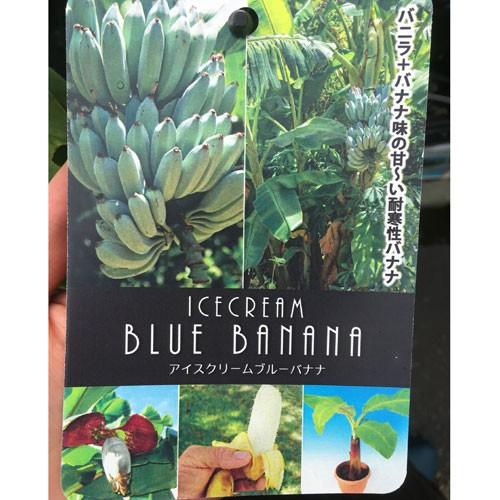 耐寒性食用バナナ アイスクリームブルーバナナの苗 : 植物・園芸 耐寒性食用バナナ アイスクリームブルーバナナの苗 : 植物・園芸