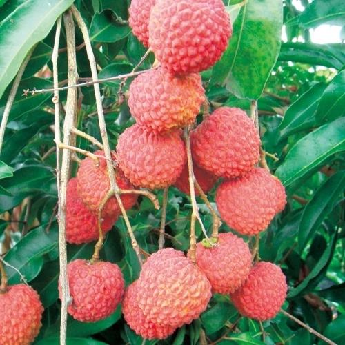 レイシ ライチ 玉荷包 ギョッカホウ 苗木 Ki Explant 063 花育通販yahoo 店 通販 Yahoo ショッピング