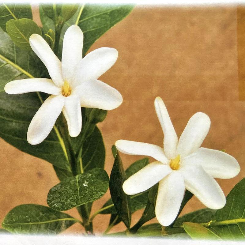 ティアレタヒチ タヒチクチナシ の苗 Ki Explant 067 花育通販yahoo 店 通販 Yahoo ショッピング