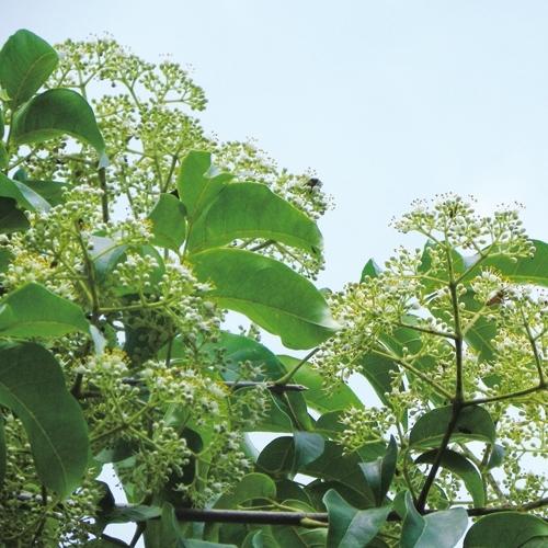 ビービーツリー(イヌゴシュユ)の苗 : 植物・園芸専門店 花育通販Yahoo