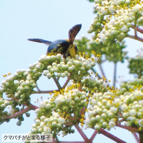 ビービーツリー(イヌゴシュユ)の苗 : 植物・園芸専門店 花育通販Yahoo