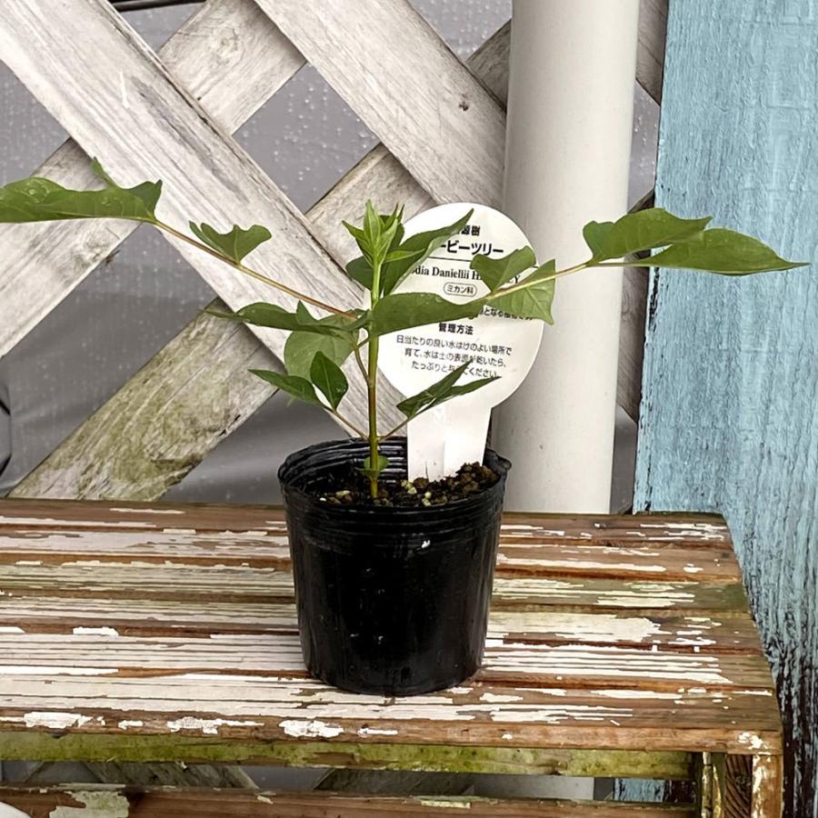 ビービーツリー(イヌゴシュユ)の苗 : 植物・園芸専門店 花育通販Yahoo