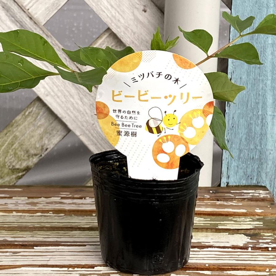 ビービーツリー(イヌゴシュユ)の苗 : 植物・園芸専門店 花育通販Yahoo