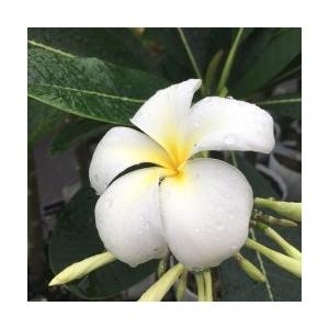 プルメリア・オブツサ・シンガポールホワイトの苗 : 植物・園芸専門店