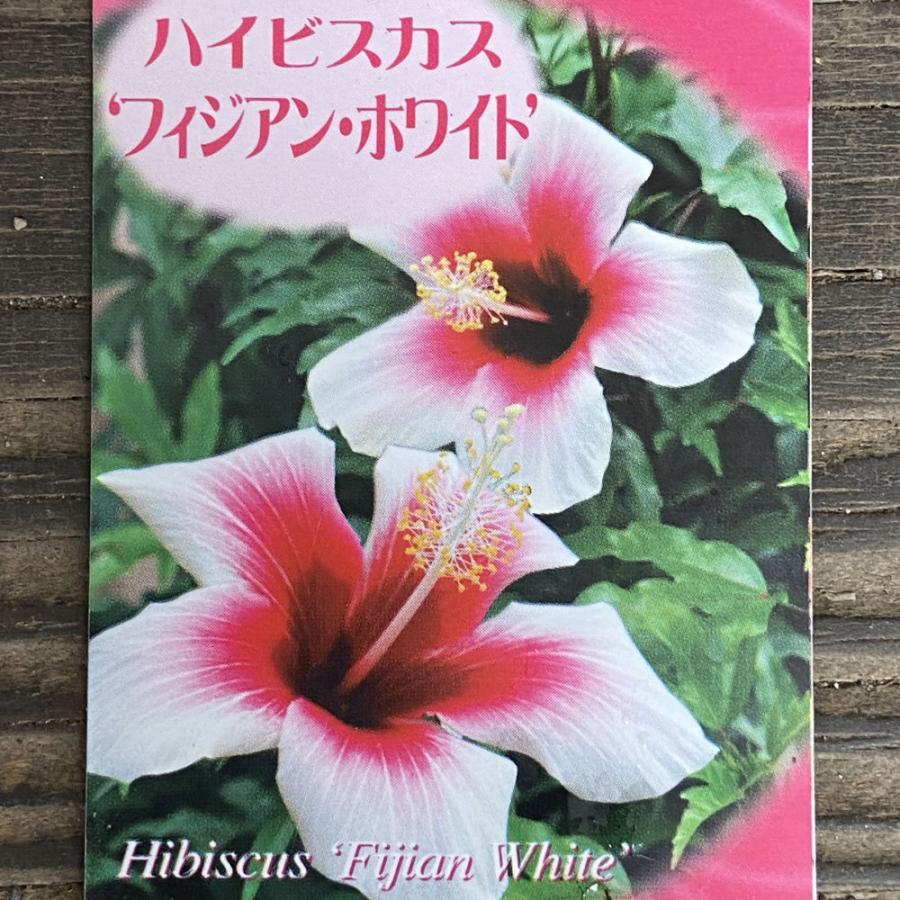 ハイビスカス フィジアンホワイト（フィジー・ホワイト） Hibiscus