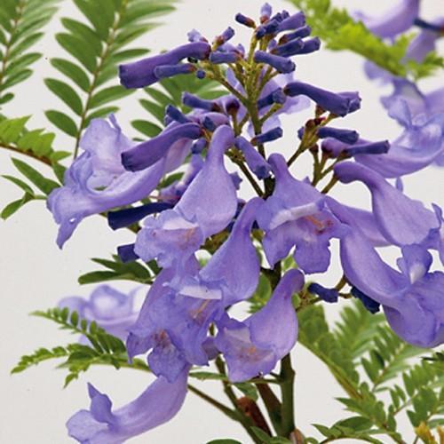希少大型ジャカランタ ミモシフォリア 紫雲木 庭木・観葉植物・世界三大花木：ジャカランダ（ミモシフォリア）*紫雲