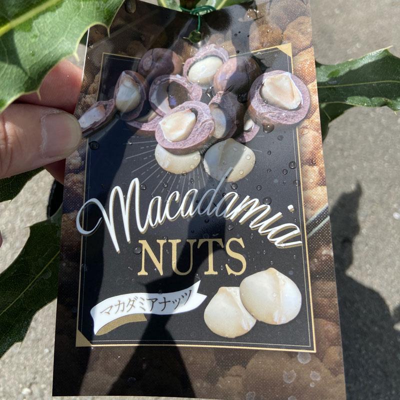 マカダミアナッツの苗木 5号 : 植物・園芸専門店 花育通販Yahoo!店