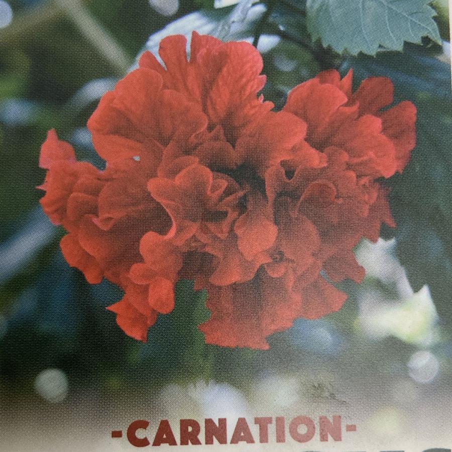 ハイビスカス カーネーション Hibiscus Carnation 3号 KIexplant094植物・園芸専門店 花育通販Yahoo