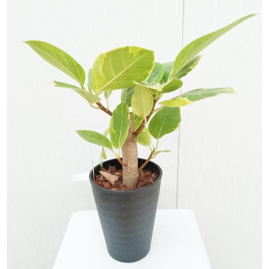 フィカス アルテシマ 10.5-12cmポット 苗 ゴムノキ 観葉植物 : 植物
