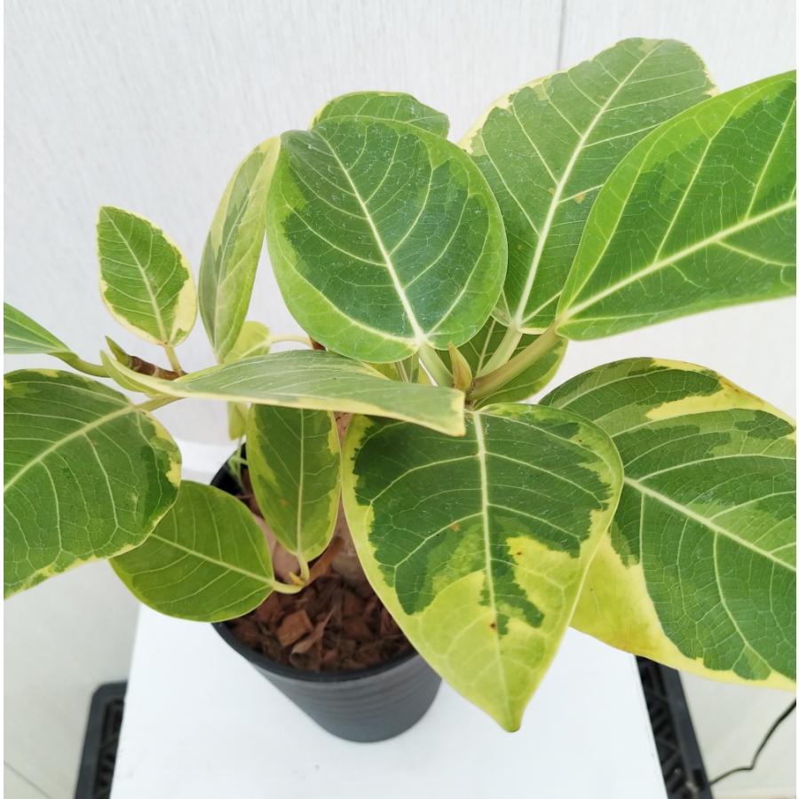 観葉植物 フィカス アルテシマ 170cm 楽天市場】観葉植物/フィカス：アルテシマ（曲げ仕立） 6号