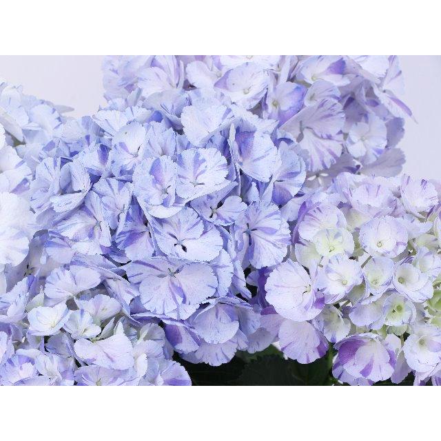 母の日ギフト アジサイ マイヒメ チヅル ブルー の鉢植え 送料無料 北海道 沖縄 離島など一部地域発送不可 Ki Gift 140 花育通販yahoo 店 通販 Yahoo ショッピング