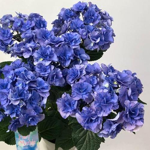 母の日ギフト ハイドランジア アジサイ フェアリーマーブルの５号鉢植え 送料無料 北海道 沖縄 離島など一部地域発送不可 Ki Gift 147 花育通販yahoo 店 通販 Yahoo ショッピング