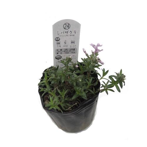 芝桜（シバザクラ）の苗（ピンク）24苗セット : 植物・園芸専門店 花育