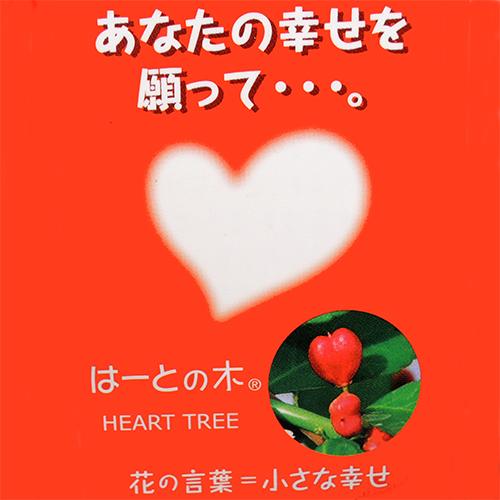 ハートツリー ハリツルマサキの苗 3.5号 : 植物・園芸専門店 花育通販