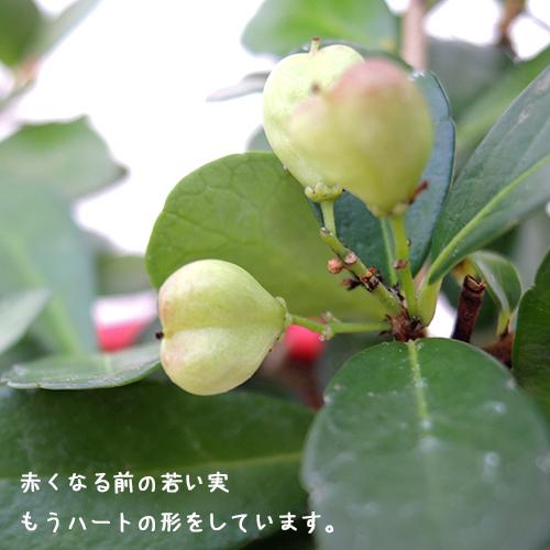ハートツリー ハリツルマサキの苗 3.5号 : 植物・園芸専門店 花育通販