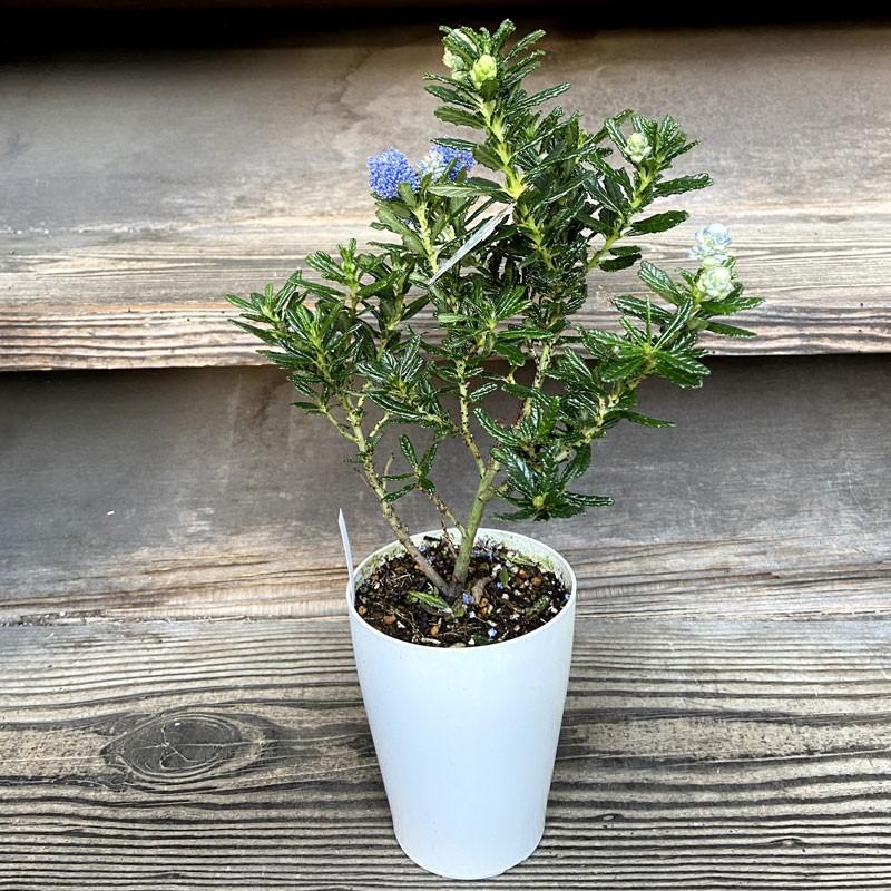 なかちゅう カルフォルニアライラック パシフィックブルー♪ セアノサス：パシフィックブルー4号ポット の通販 | 園芸ネット