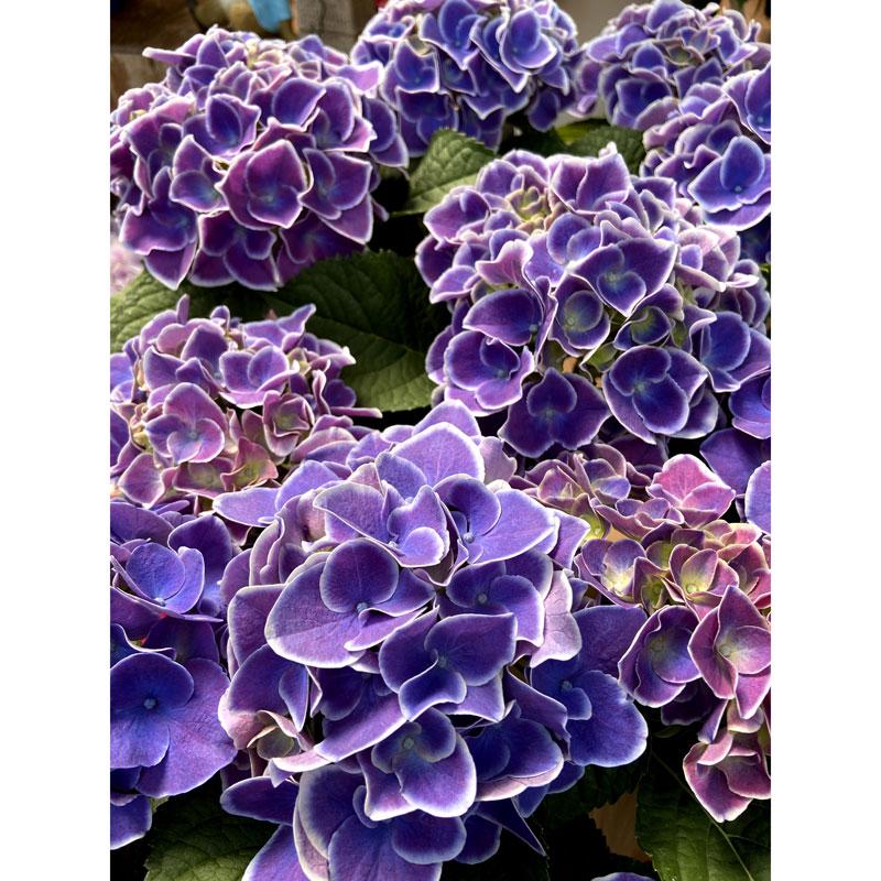 紫陽花（アジサイ）チボリブルー5号鉢植え : 植物・園芸専門店 花育