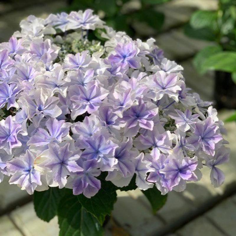 紫陽花 アジサイ 空海 クウカイ 4号鉢植え Ki Hanahati 056 2 花育通販yahoo 店 通販 Yahoo ショッピング