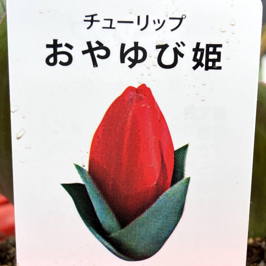 チューリップの鉢植え おやゆび姫 ショーウィナー ４号鉢植え Ki Hanahati 066 花育通販yahoo 店 通販 Yahoo ショッピング