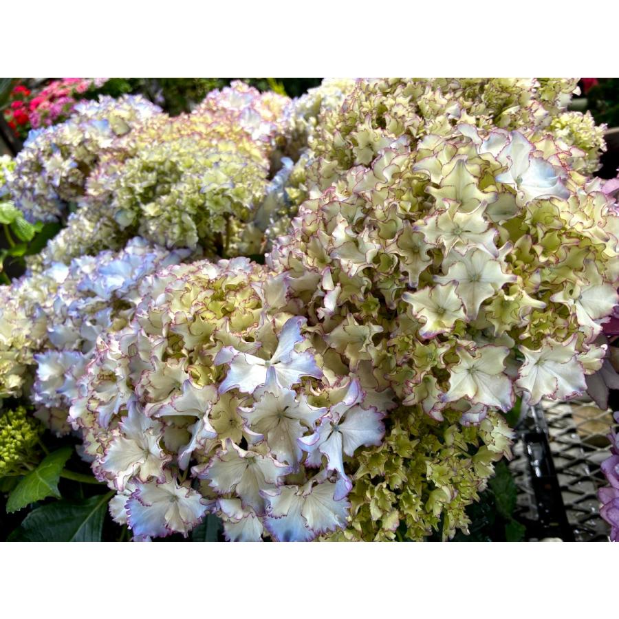 紫陽花 アジサイ レオン 5号鉢植え Ki Hanahati 068 花育通販yahoo 店 通販 Yahoo ショッピング