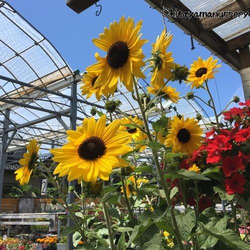 ヒマワリ・サンフィニティ6号鉢植え : 植物・園芸専門店 花育通販