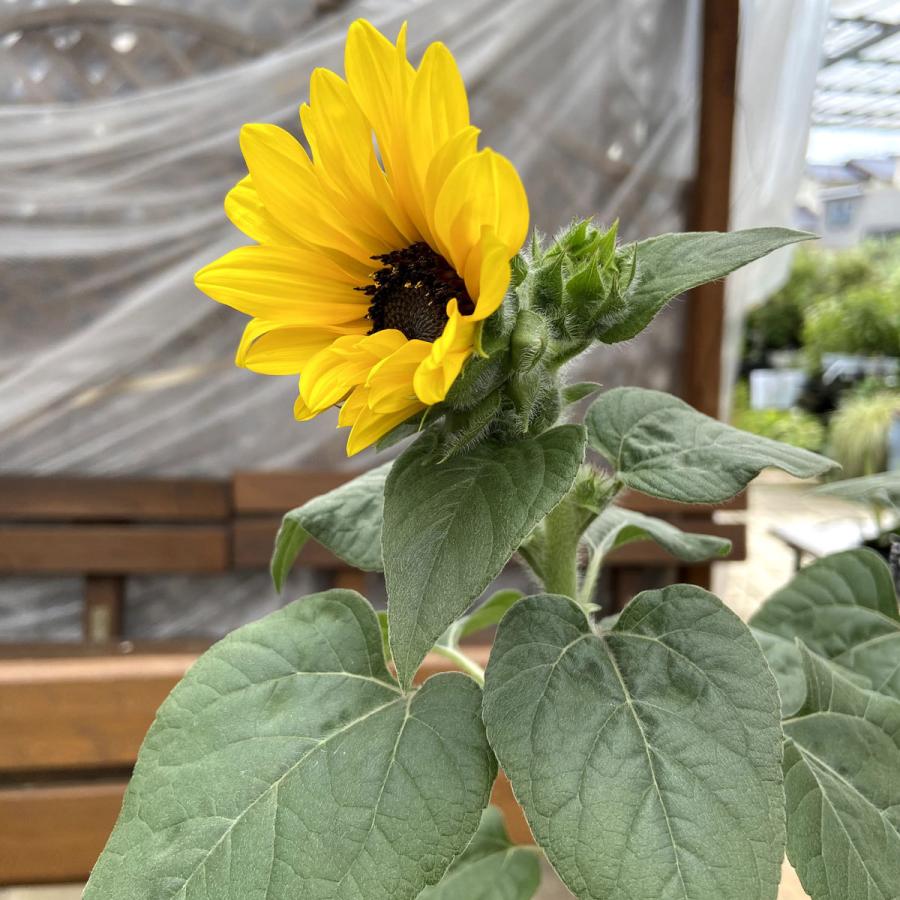 ヒマワリ・サンフィニティ6号鉢植え : 植物・園芸専門店 花育通販