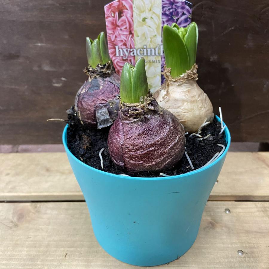 ヒヤシンスの花鉢（ミックス3球）4号鉢植え : 植物・園芸専門店 花育
