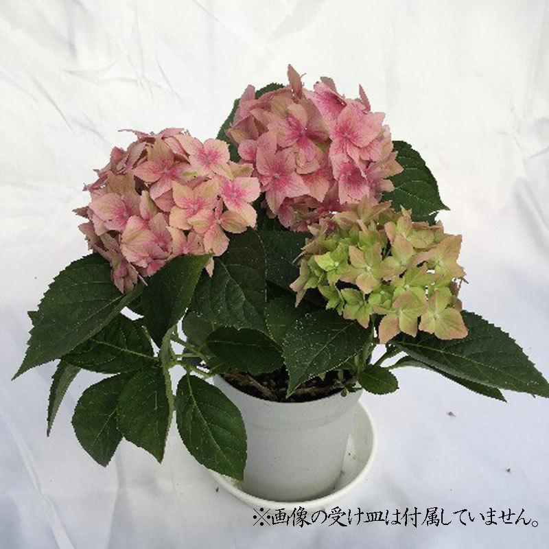 紫陽花（アジサイ）・星がすりピンク 4号鉢植え : 植物・園芸専門店 花