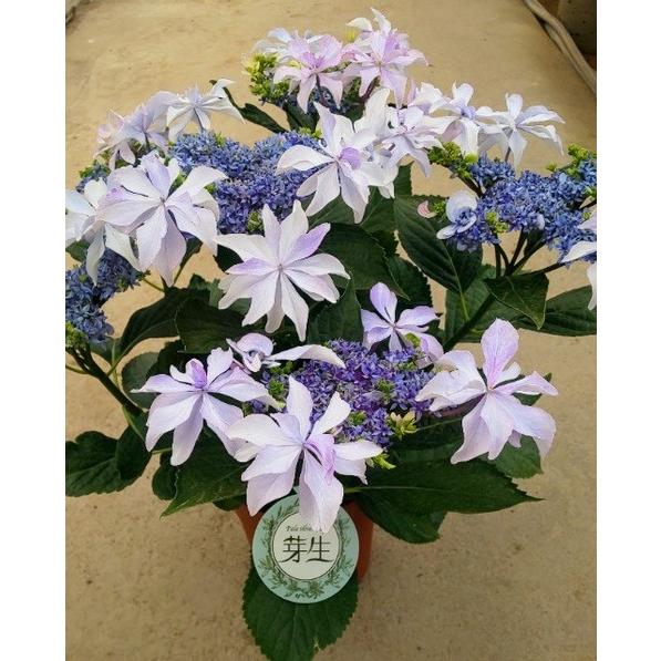 ハイドランジア（アジサイ）シルバーリーフ芽生（メイ）ブルー系5号鉢