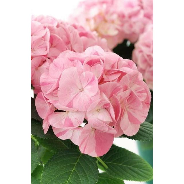 シャルミエール ハイドレンジアJSK 紫陽花 ハイドランジア(アジサイ) ルミエールの5号鉢植え : 植物・園芸専門店