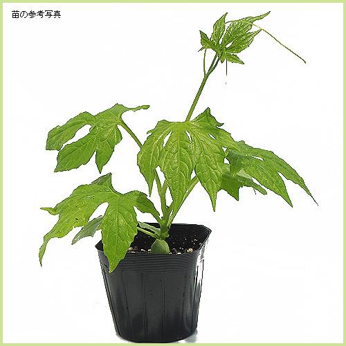 沖縄スズメウリの苗 Ki Hananae 007 花育通販yahoo 店 通販 Yahoo ショッピング