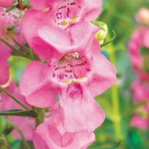 アンゲロニア エンジェルフェイスの苗 ピンク Ki Hananae 018 花育通販yahoo 店 通販 Yahoo ショッピング