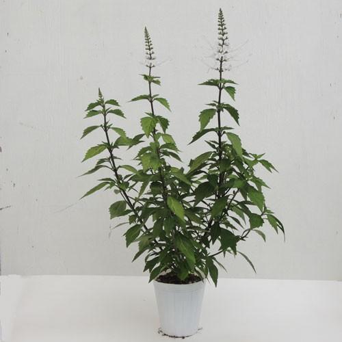 猫のひげ（ネコノヒゲ）白花の苗 : 植物・園芸専門店 花育通販Yahoo!店