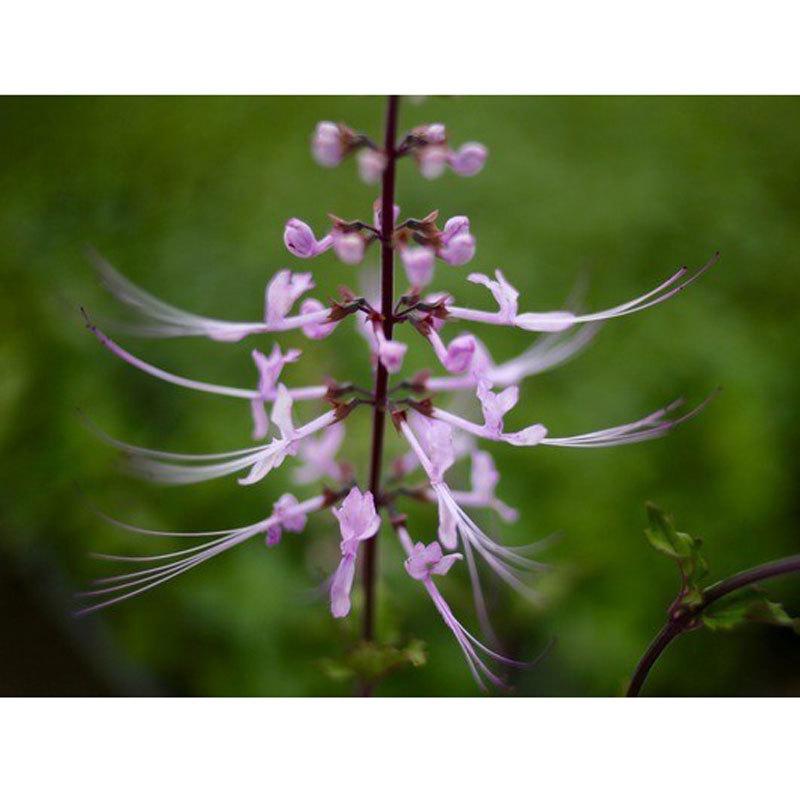 猫のひげ（ネコノヒゲ） ピンク花の苗 : 植物・園芸専門店 花育通販