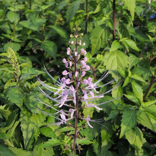 猫のひげ（ネコノヒゲ） ピンク花の苗 : 植物・園芸専門店 花育通販